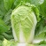 【大白菜】精品大白菜保质保量诚信经营专业实力代办