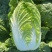 【大白菜】精品大白菜保质保量诚信经营专业实力代办