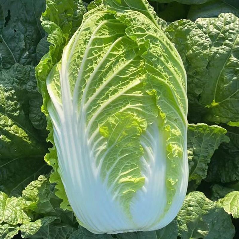 【大白菜】精品大白菜保质保量诚信经营专业实力代办