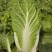 【大白菜】精品大白菜保质保量诚信经营专业实力代办