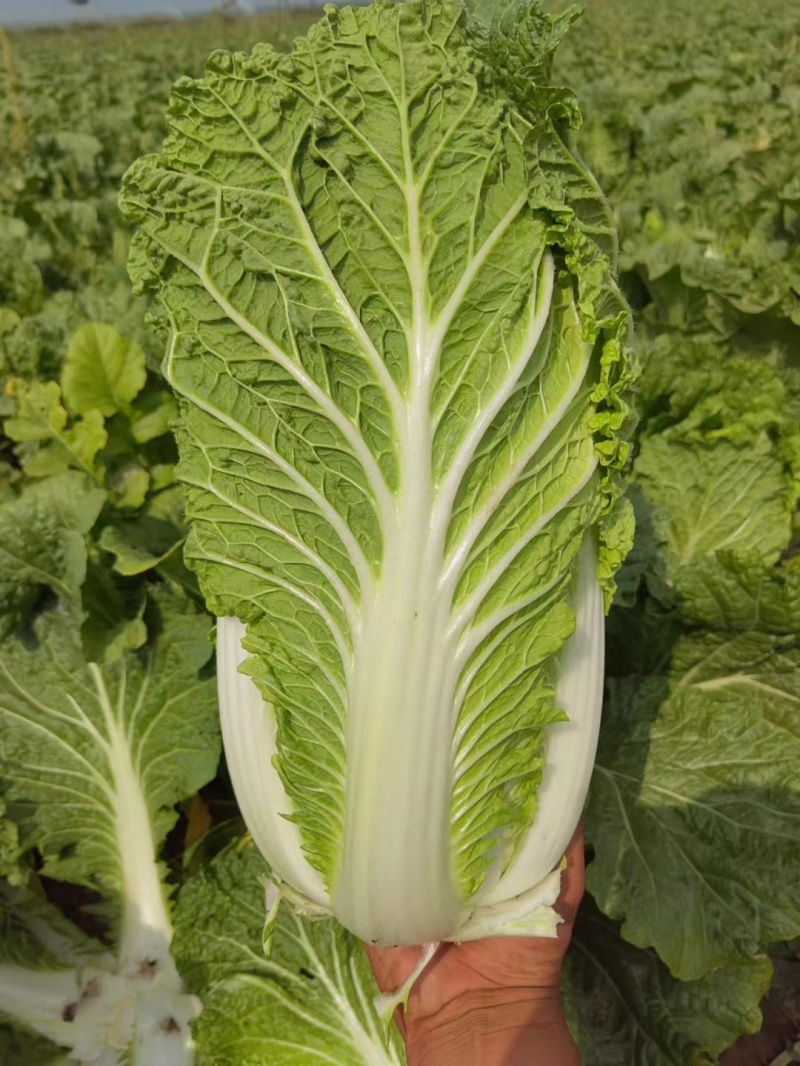 【大白菜】精品大白菜保质保量诚信经营专业实力代办