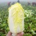【优选】精品娃娃菜大量供应对接电商商超保质保量