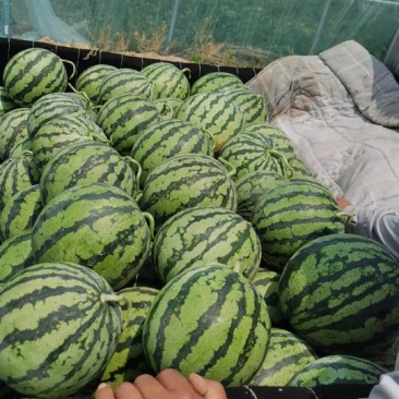 麒麟美度西瓜