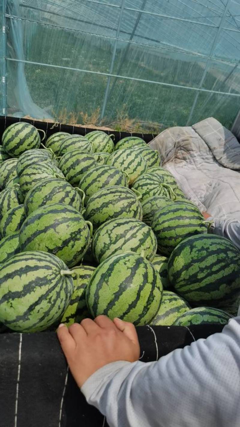 麒麟美度西瓜