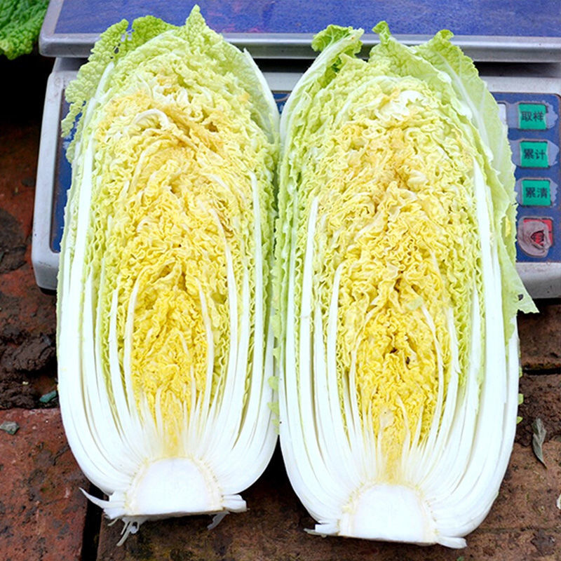【优选】精品娃娃菜大量供应对接电商商超保质保量