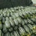 【博洋甜瓜】河北基地直供质量保证一手货源价格美丽