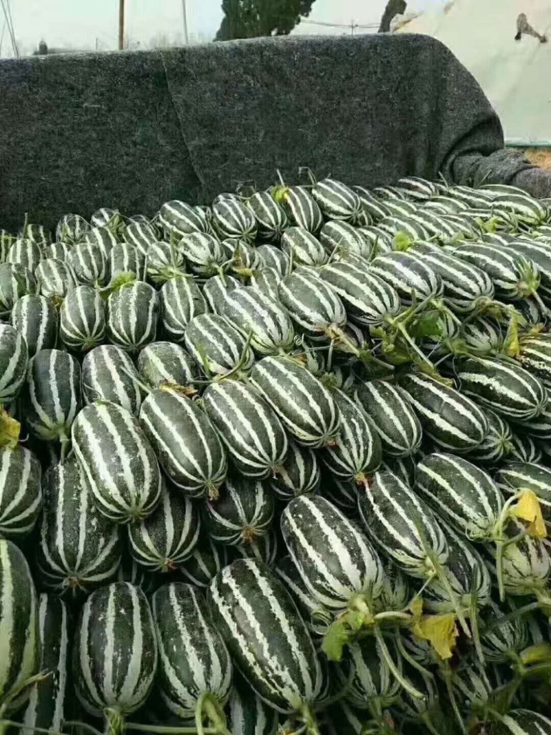 【博洋甜瓜】河北基地直供质量保证一手货源价格美丽