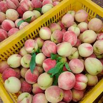广西贺州富川水蜜桃，突围桃子，春美桃电商大量有货一手货源