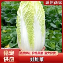 【优选】精品娃娃菜大量供应对接电商商超保质保量