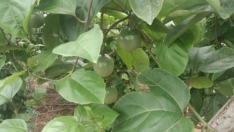 钦蜜纯甜百香果头茬果