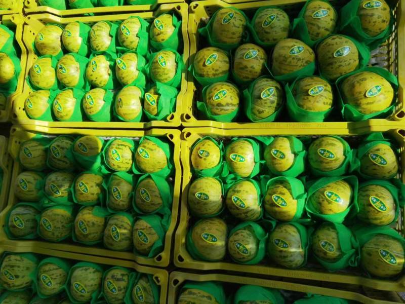 河北甜瓜精品花美人天香二号大量上市口感香甜量大