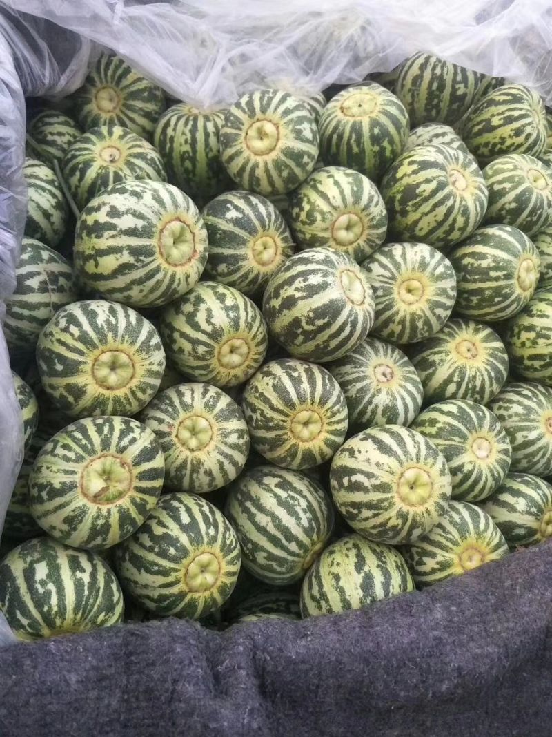 河北甜瓜精品花美人天香二号大量上市口感香甜量大