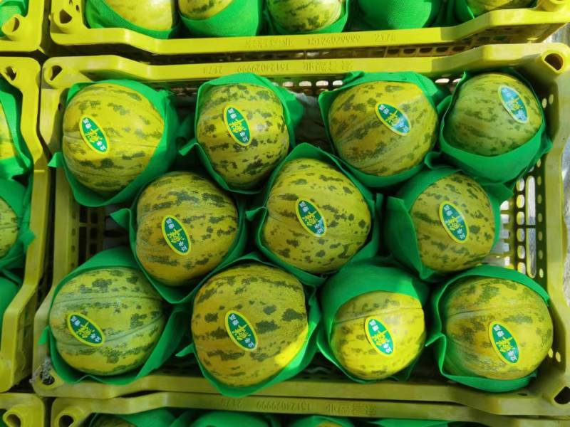 河北甜瓜精品花美人天香二号大量上市口感香甜量大