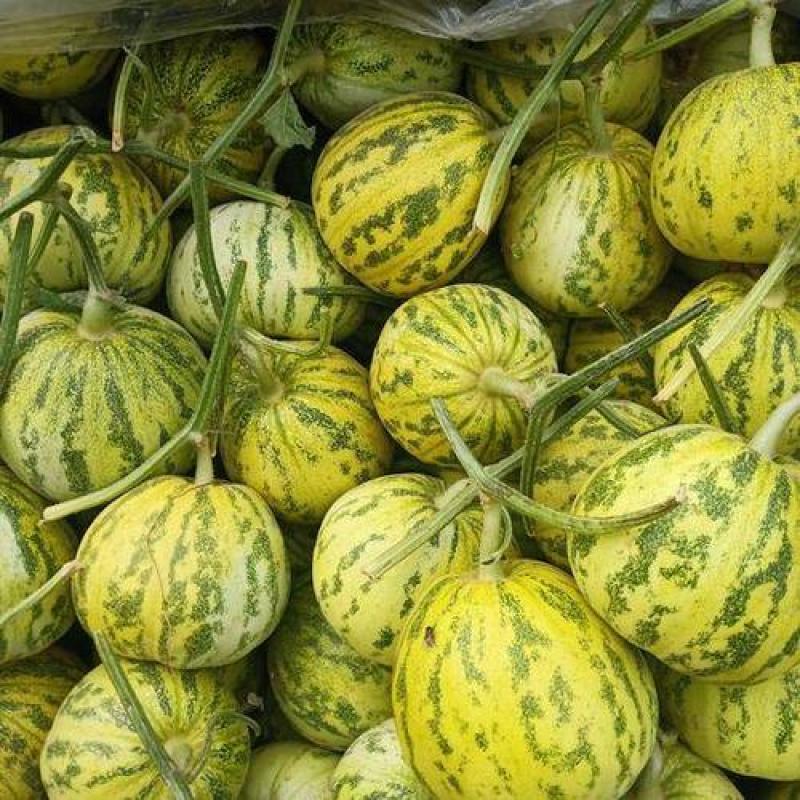 河北甜瓜精品花美人天香二号大量上市口感香甜量大