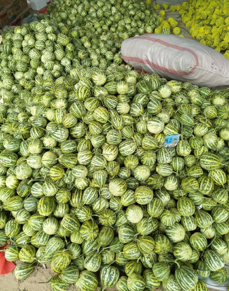 河北甜瓜精品花美人天香二号大量上市口感香甜量大