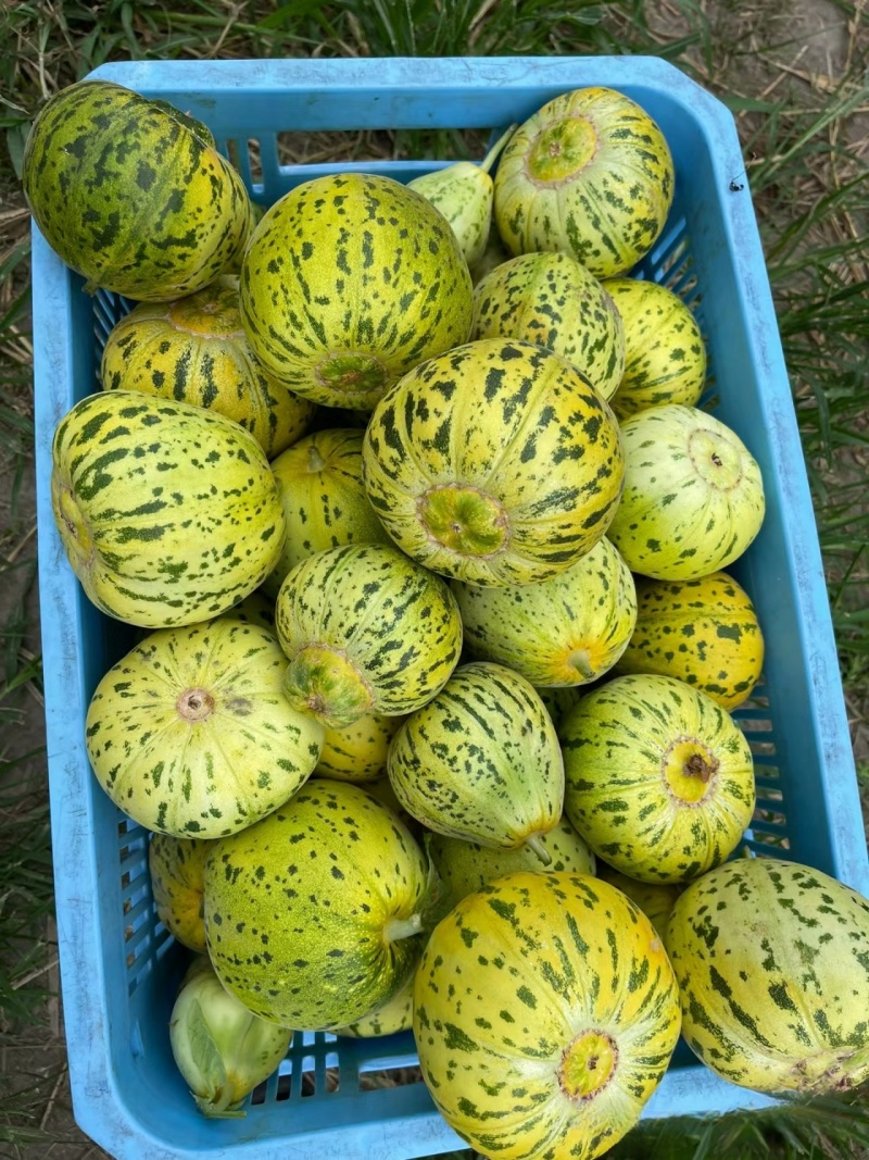 河北甜瓜精品花美人天香二号大量上市口感香甜量大