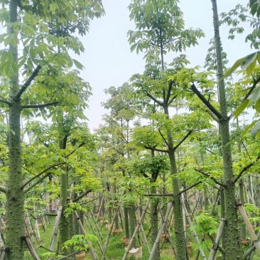 美丽异木棉10-15公分出售