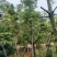 美丽异木棉10-15公分出售