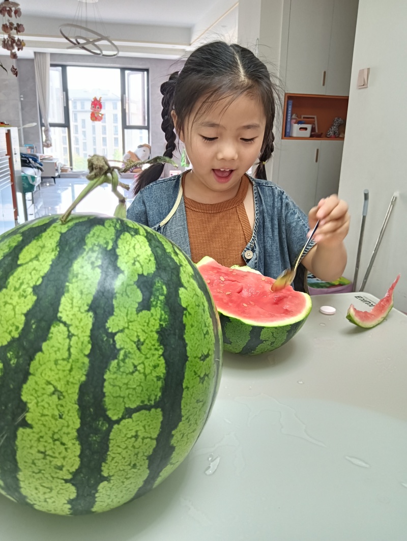 河南商丘夏邑万亩西瓜基地大红瓤口感脆甜直发供各大商超档口