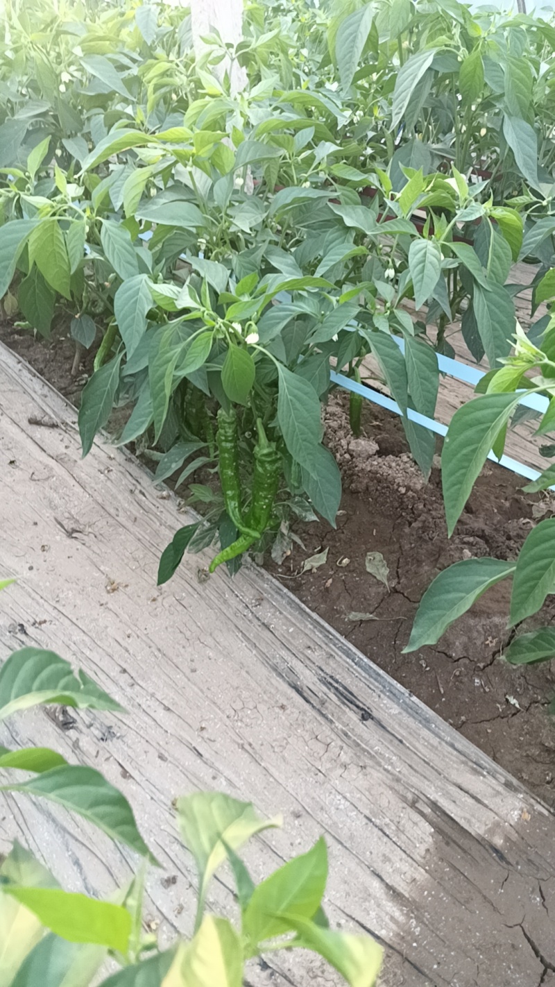 甘肃陇椒辣椒，精品螺丝椒大量有货，一手货源欢迎致电