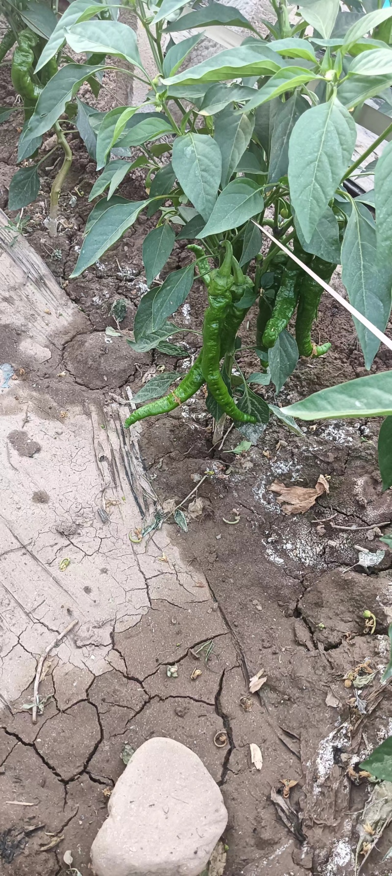 甘肃陇椒辣椒，精品螺丝椒大量有货，一手货源欢迎致电