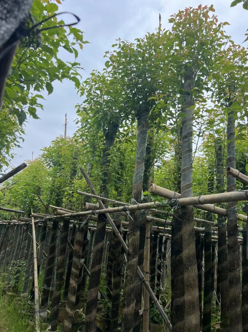 香樟3-12公分现货大量出售，基地直销。