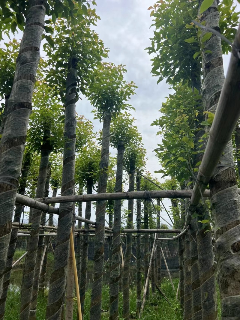 香樟3-12公分现货大量出售，基地直销。