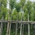 香樟3-12公分现货大量出售，基地直销。