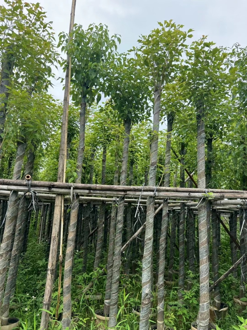 香樟3-12公分现货大量出售，基地直销。