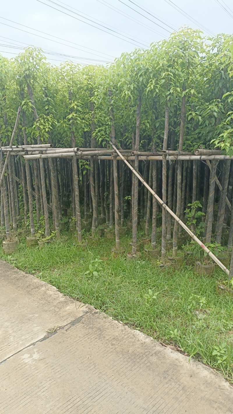 香樟3-12公分现货大量出售，基地直销。