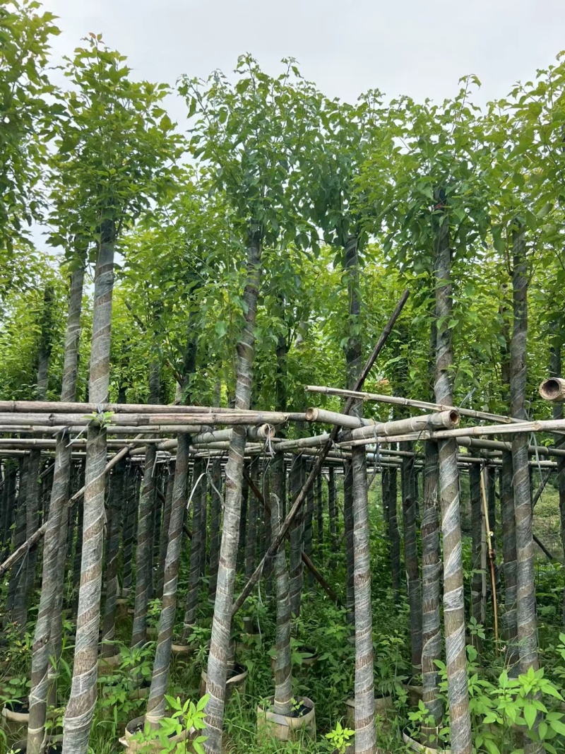 香樟3-12公分现货大量出售，基地直销。
