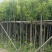香樟3-12公分现货大量出售，基地直销。