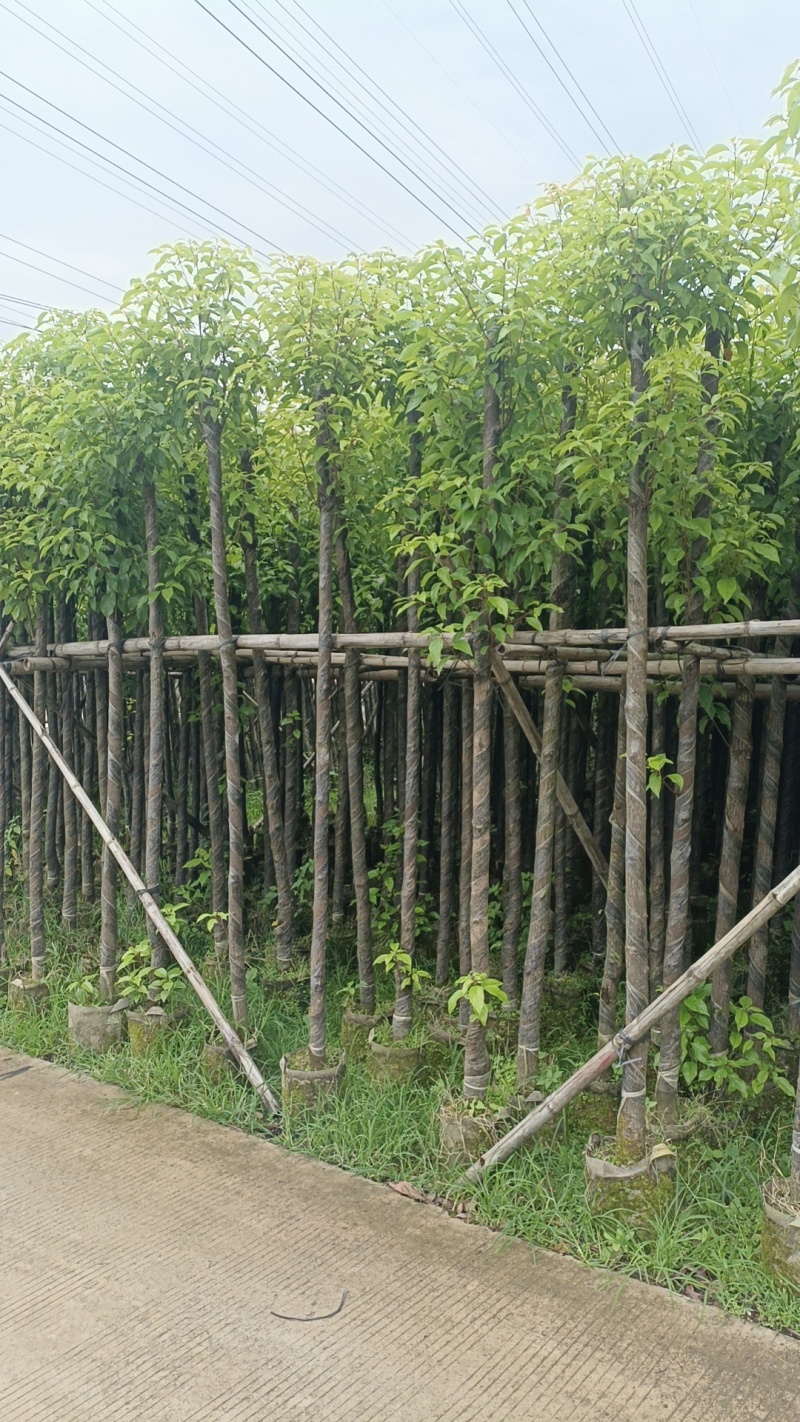 香樟3-12公分现货大量出售，基地直销。