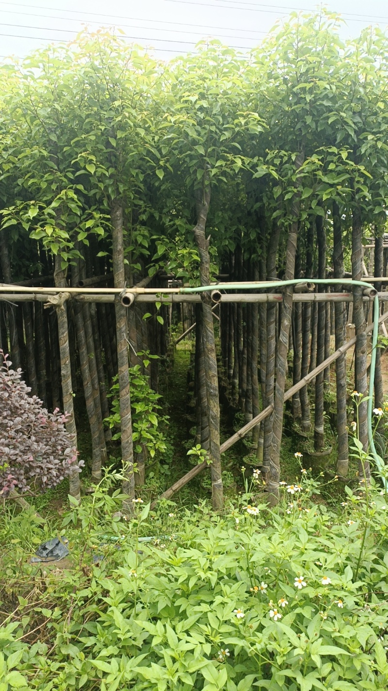 香樟3-12公分现货大量出售，基地直销。