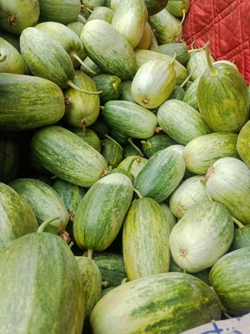 河北甜瓜精品星甜金冠大量上市保质保量量大从优