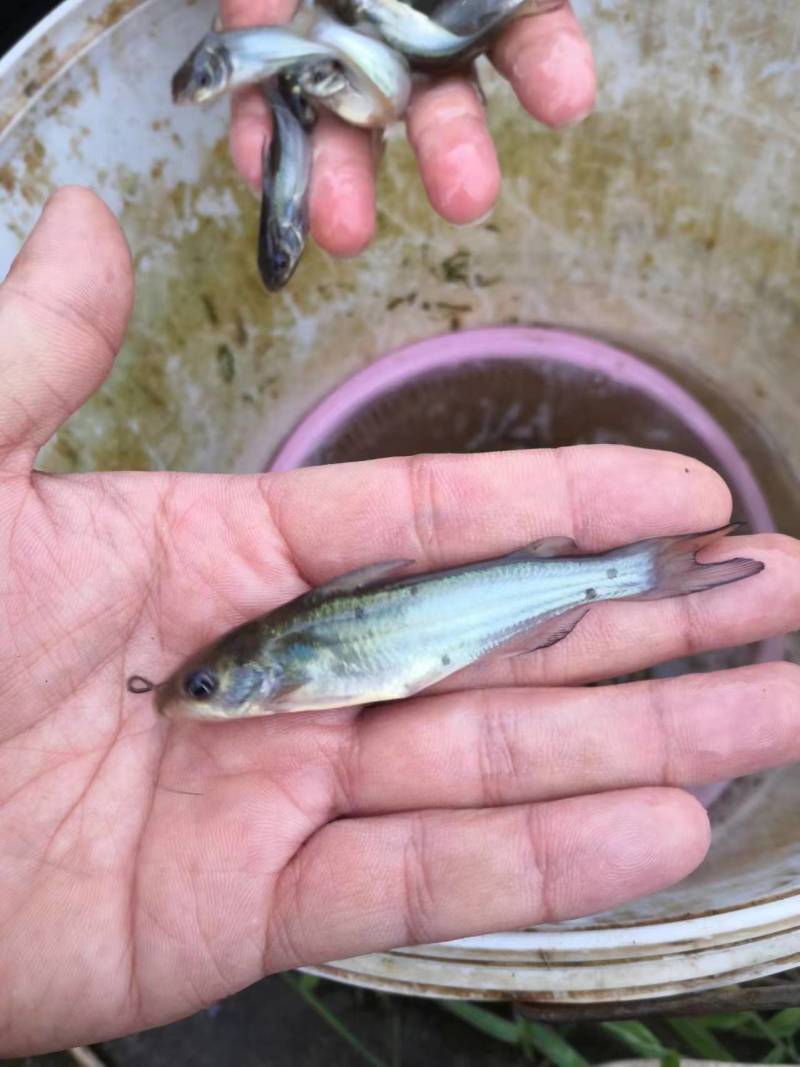 鱼苗富顺县叉尾鮰鱼苗活跃生猛适应力强可提供养殖技术
