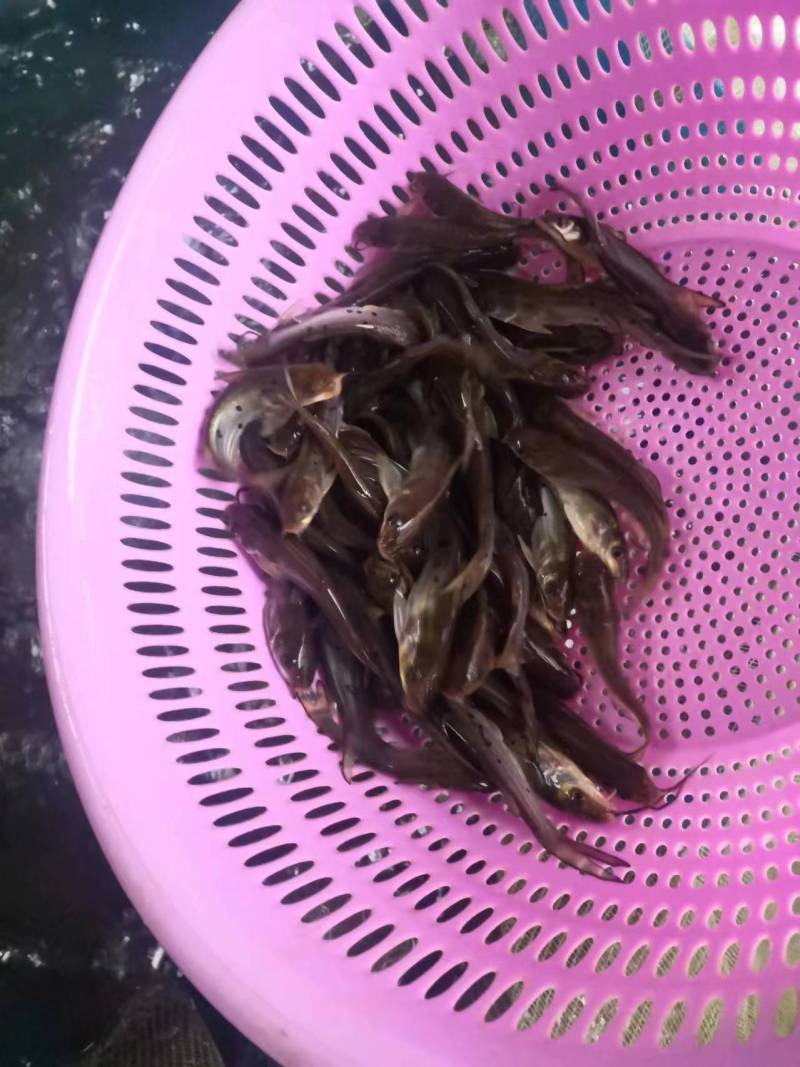 鱼苗富顺县叉尾鮰鱼苗活跃生猛适应力强可提供养殖技术