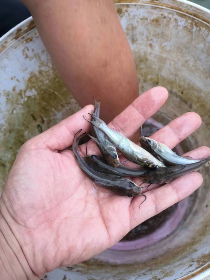 鱼苗富顺县叉尾鮰鱼苗活跃生猛适应力强可提供养殖技术