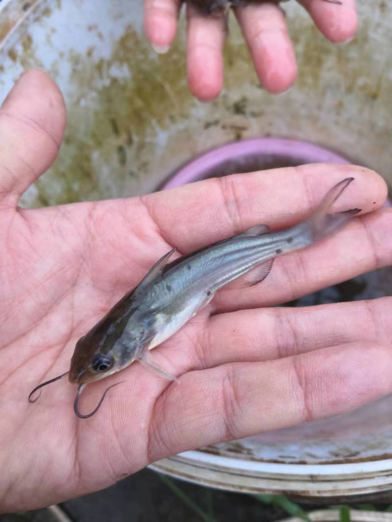 鱼苗富顺县叉尾鮰鱼苗活跃生猛适应力强可提供养殖技术