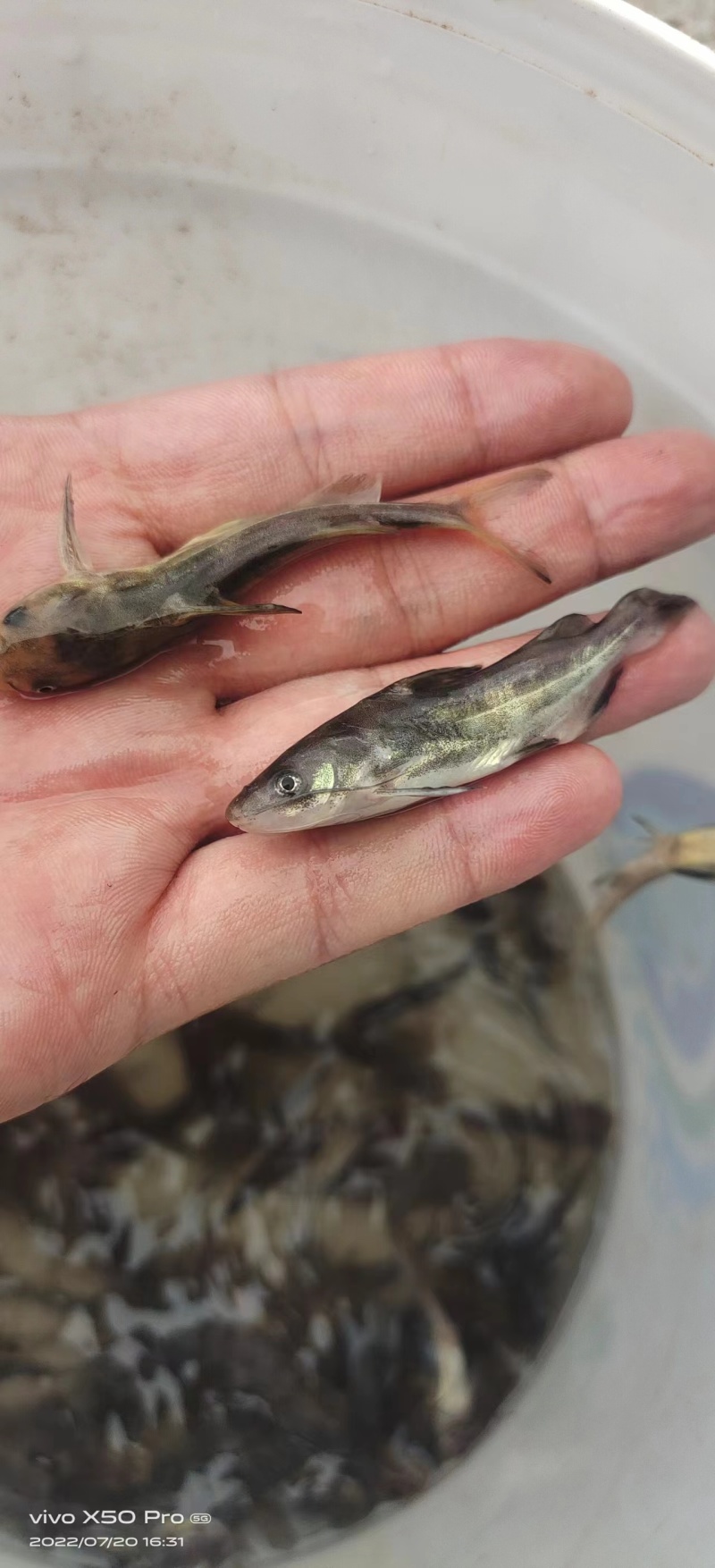 鱼苗富顺县叉尾鮰鱼苗活跃生猛适应力强可提供养殖技术