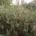 铃铛刺苗。绿化沙漠，街道，河坝防洪等野生多年生植物。