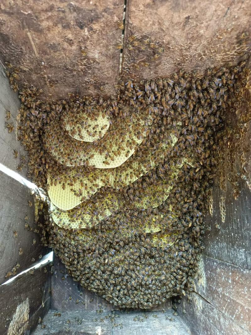 农户业余养殖蜂蜜，百花蜂蜜，无投喂，礼盒装两瓶，