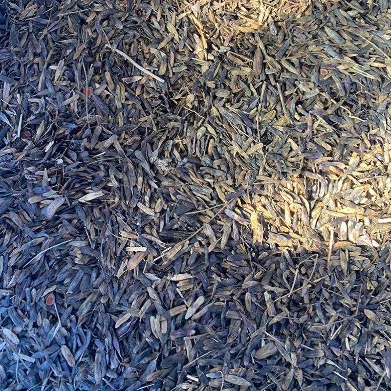 板蓝根种子