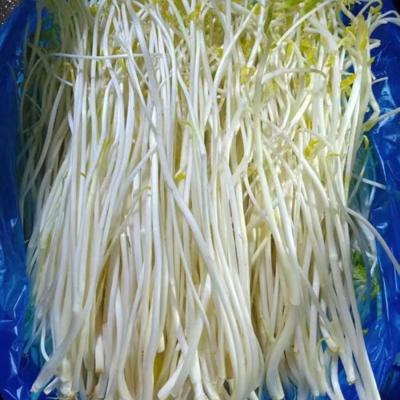 【优选】溧阳优质白芹大量供应品质保障诚信为本