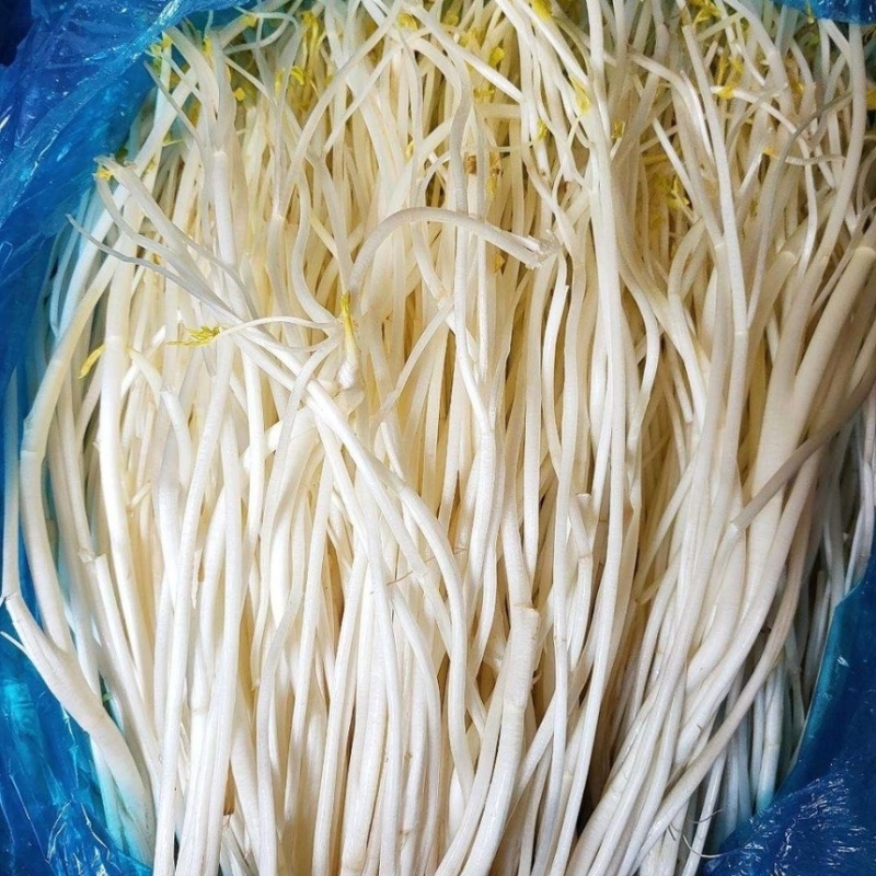 【优选】溧阳优质白芹大量供应品质保障诚信为本
