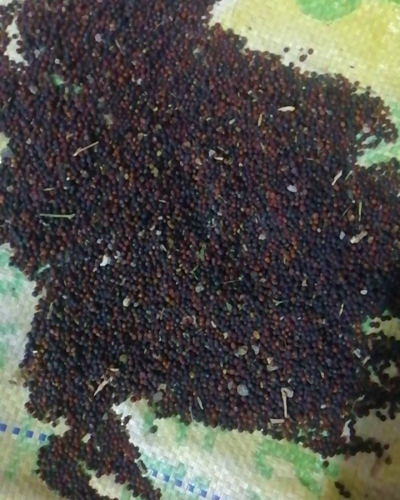 油菜籽