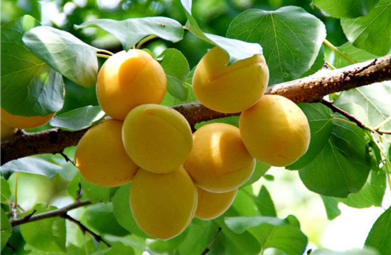 【小白杏】新疆库车小白杏代办，对接电商社区团购。