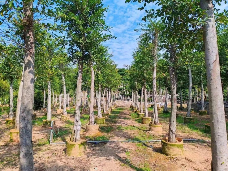 小叶榕10～30公分基地直销规格齐全欢迎老板来电咨询