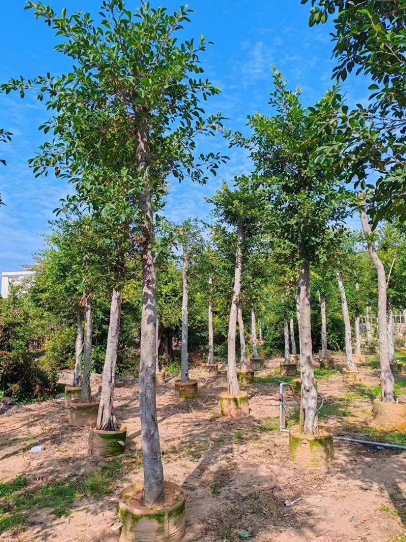 小叶榕10～30公分基地直销规格齐全欢迎老板来电咨询