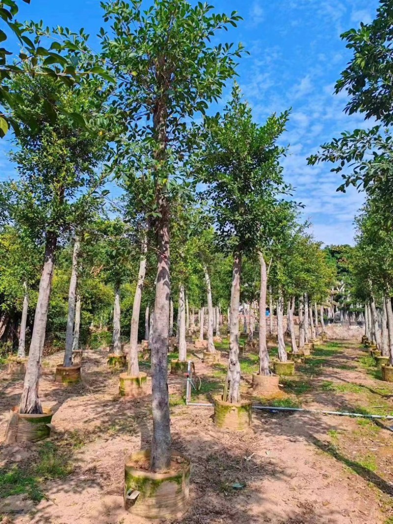 小叶榕10～30公分基地直销规格齐全欢迎老板来电咨询